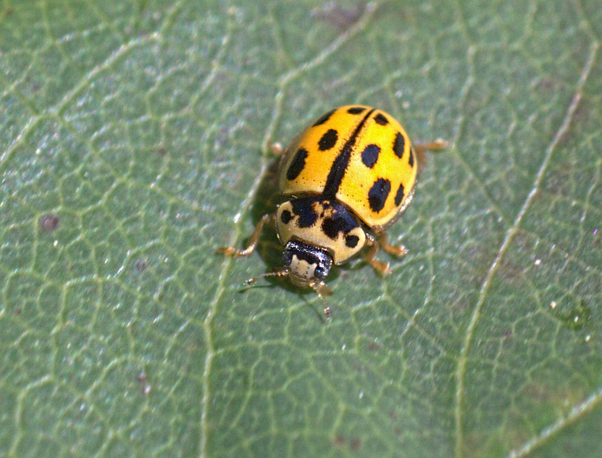 Propylea quatuordecimpunctata